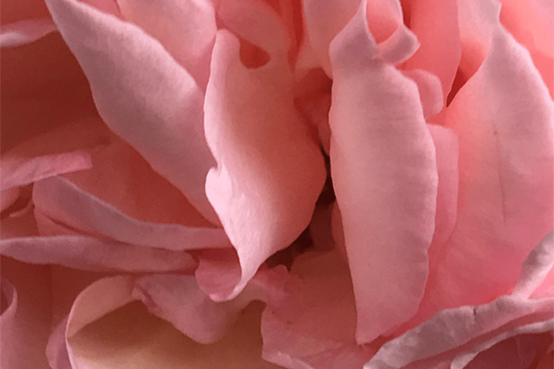 Veronique Gabai Desert Rose Eau de Parfum 10 ml Rose Moschus
