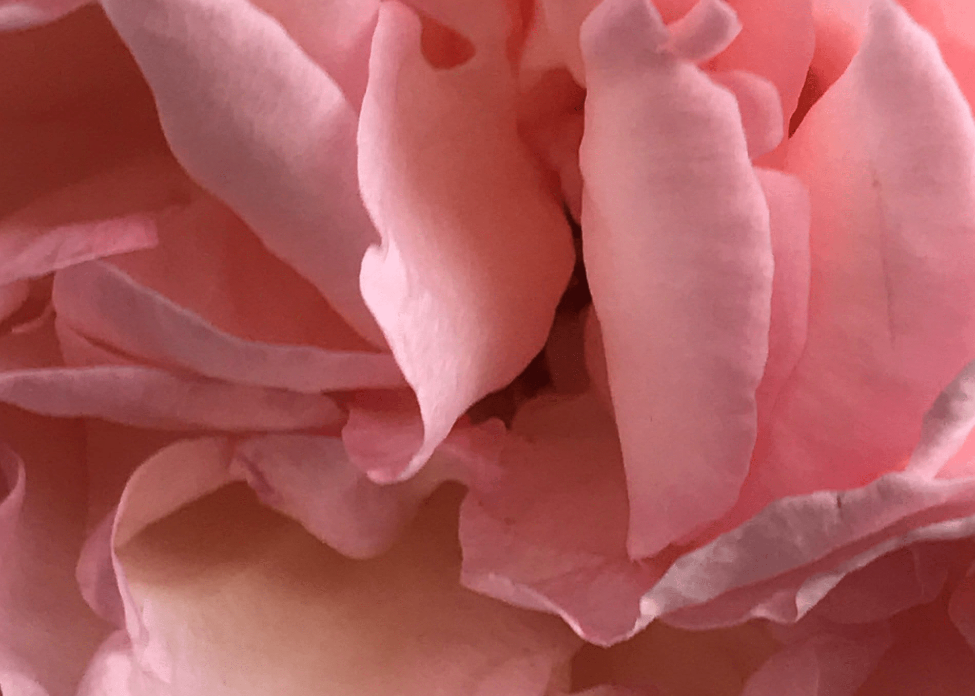 Veronique Gabai Le Point G Parfumprobe 1.5ml Rose