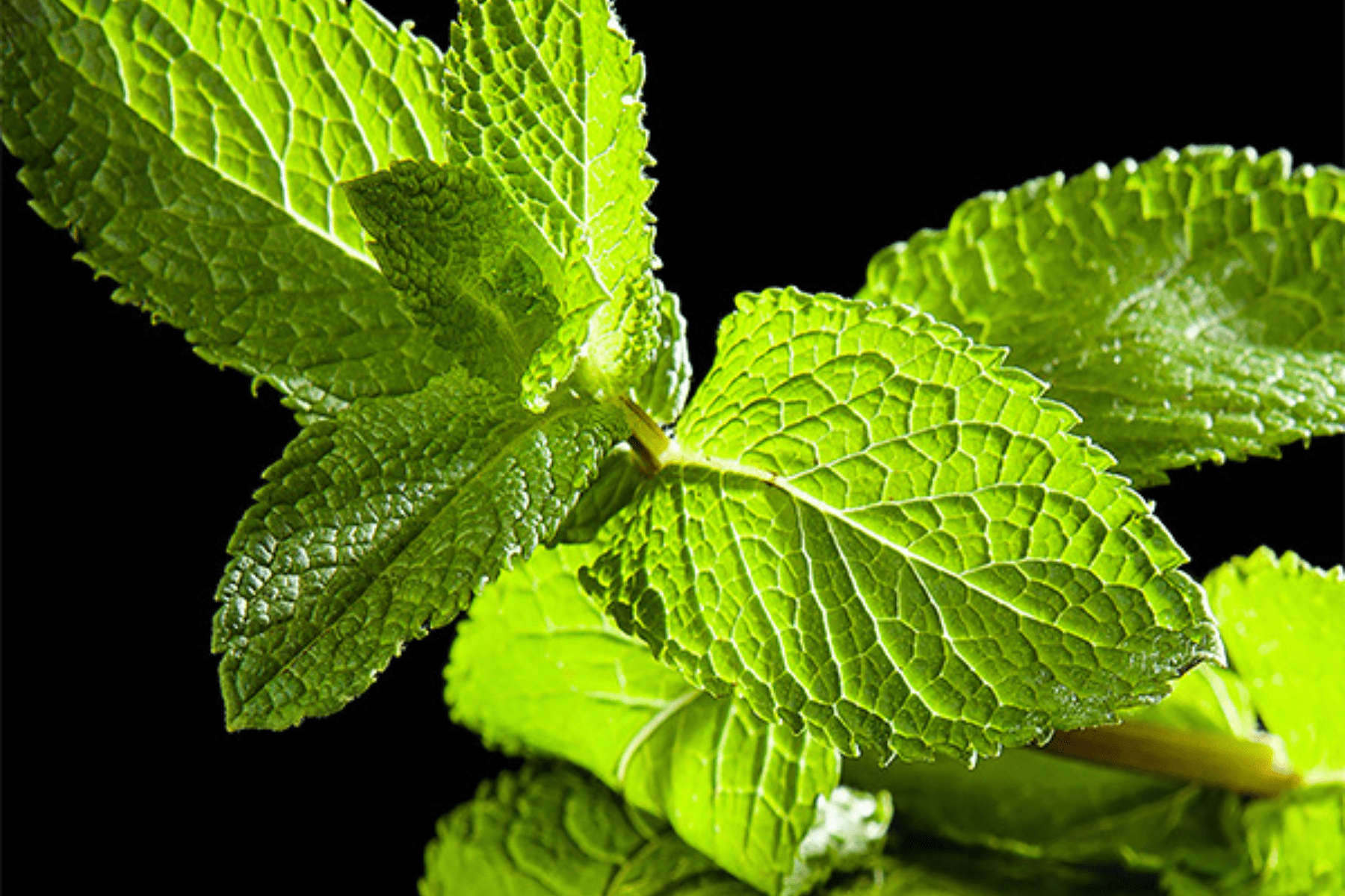 Veronique Gabai Vert Désir Parfum 10ml Grün Frisch
