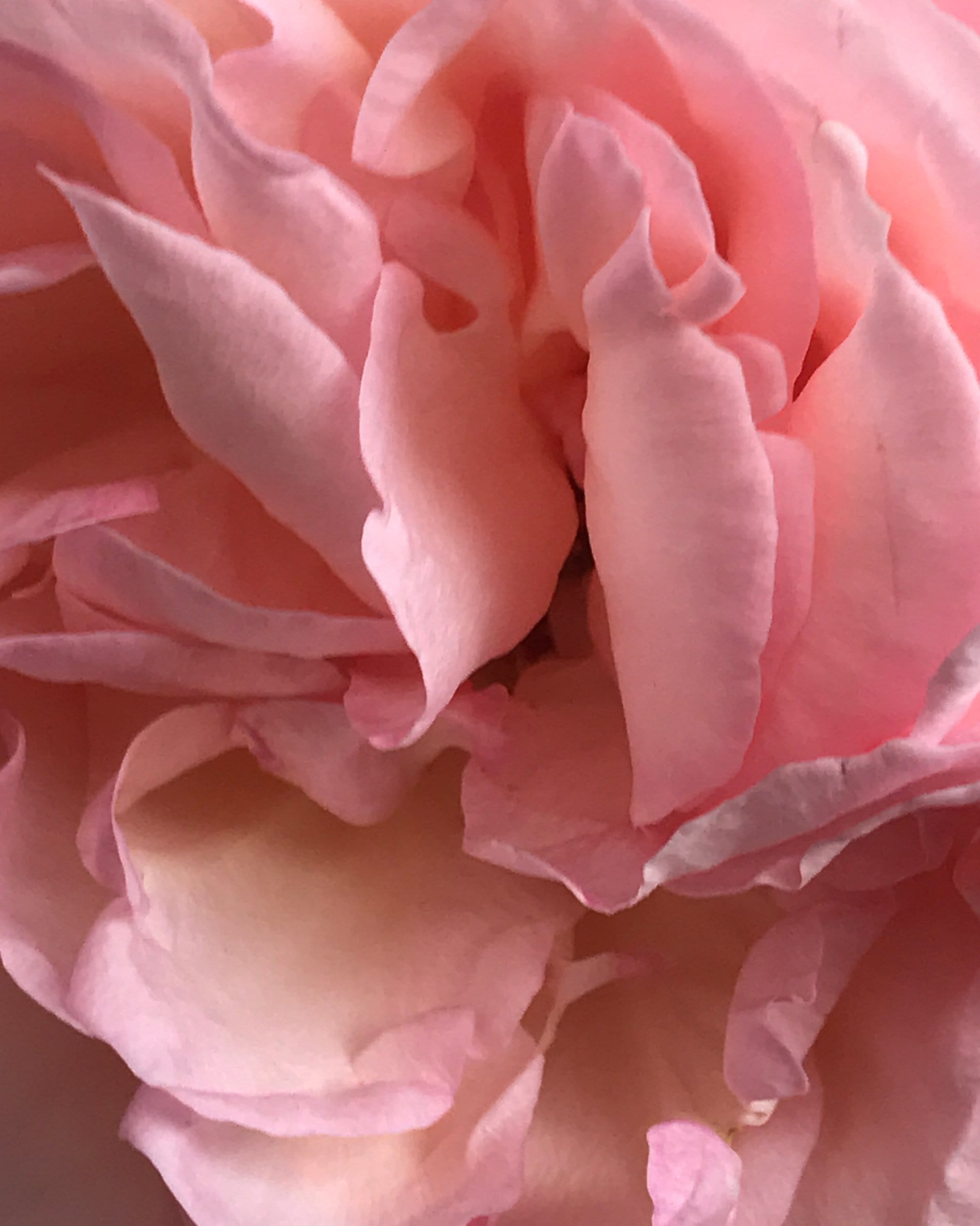 Veronique Gabai Le Point G Parfumprobe 1.5ml Rose