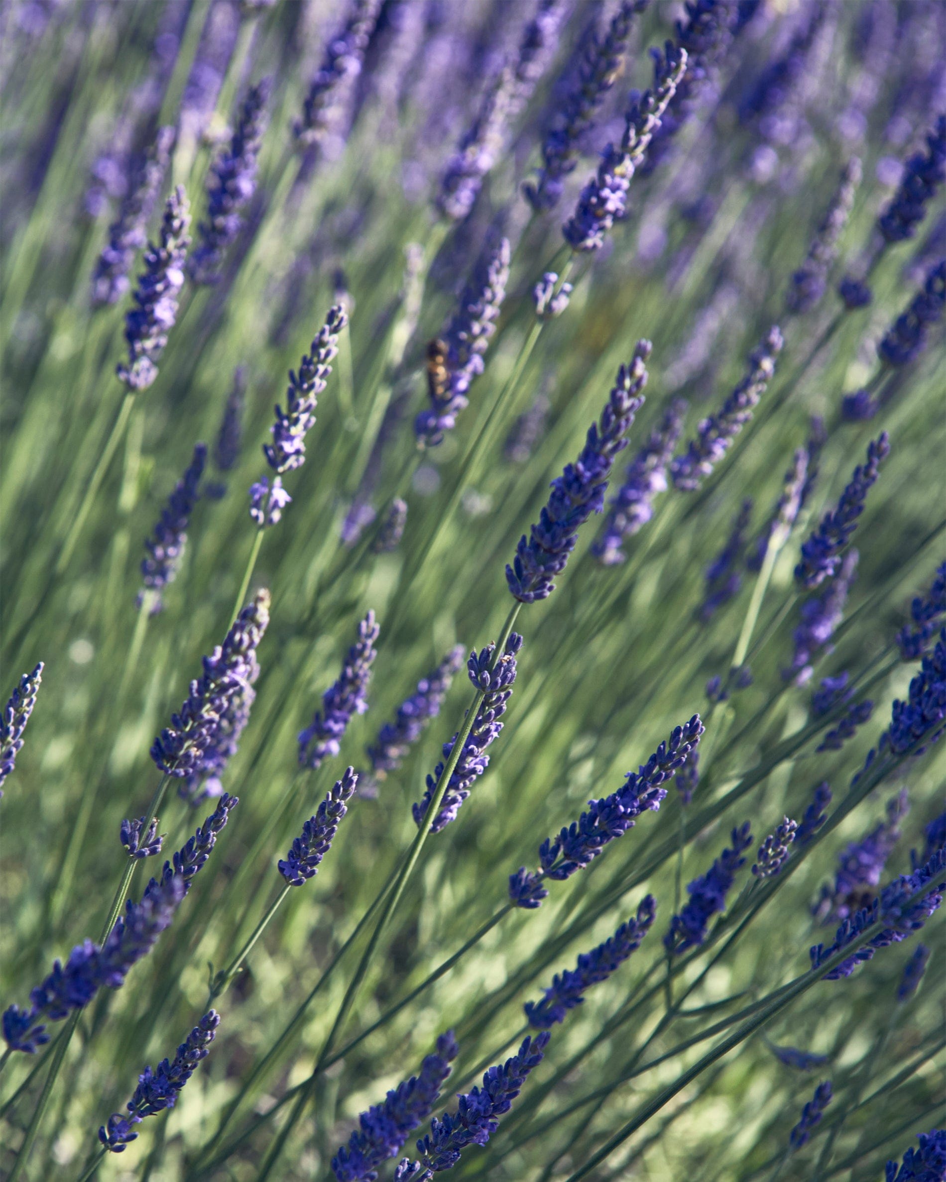 Veronique Gabai Soul Aroma Roll-on Lavendel Zedernholz