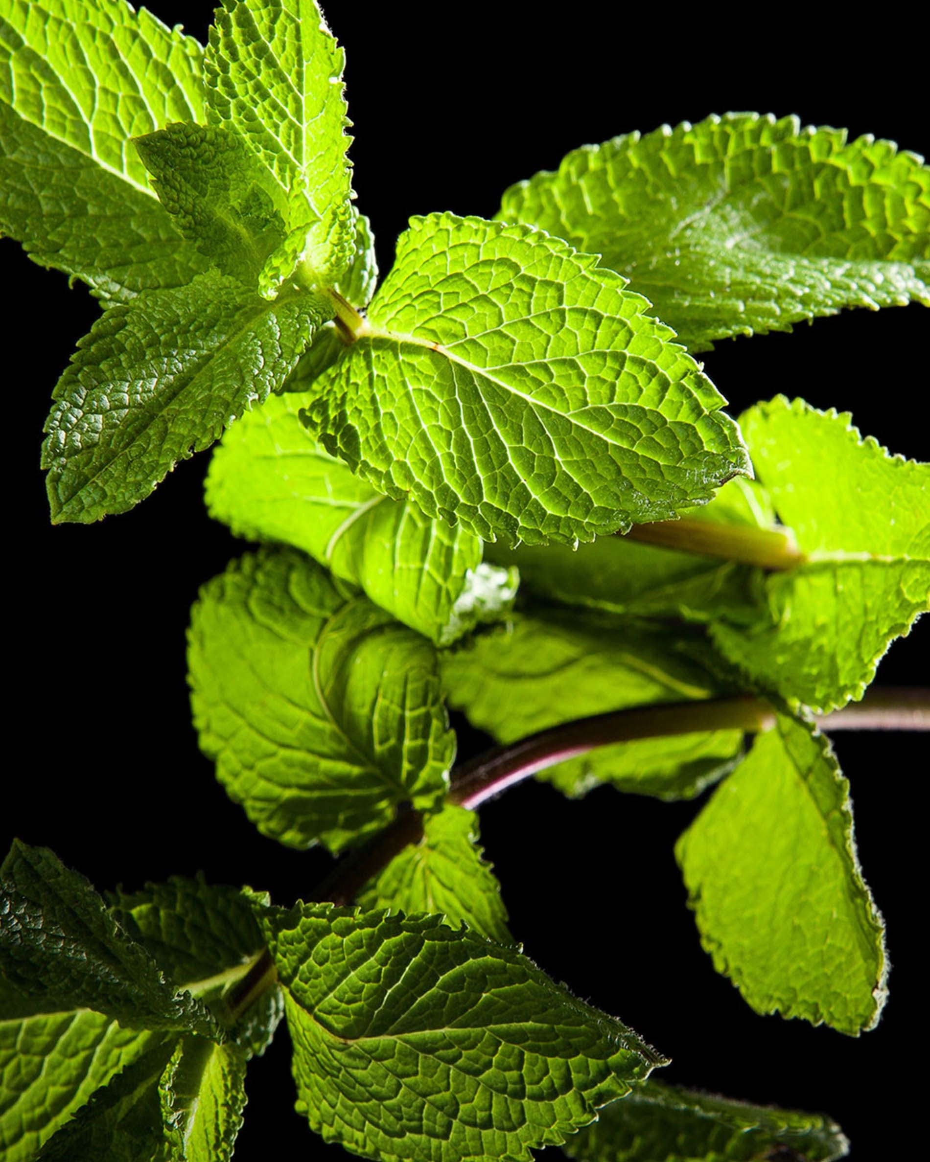 Veronique Gabai Vert Désir Eau de Parfum Probe 1,5 ml frisch
