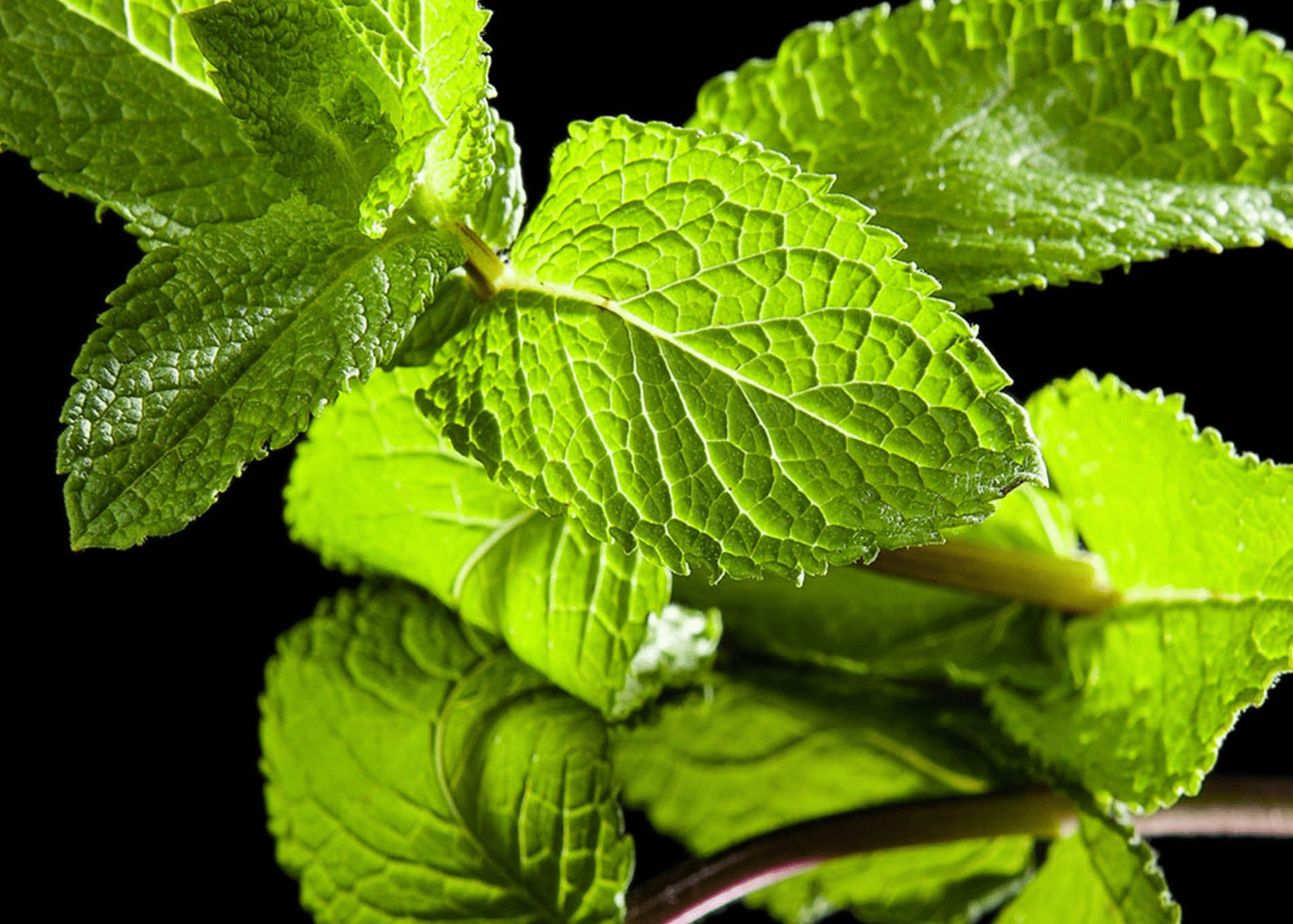 Veronique Gabai Vert Désir Eau de Parfum Probe 1,5 ml frisch